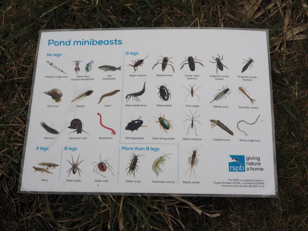 Born to be wild book