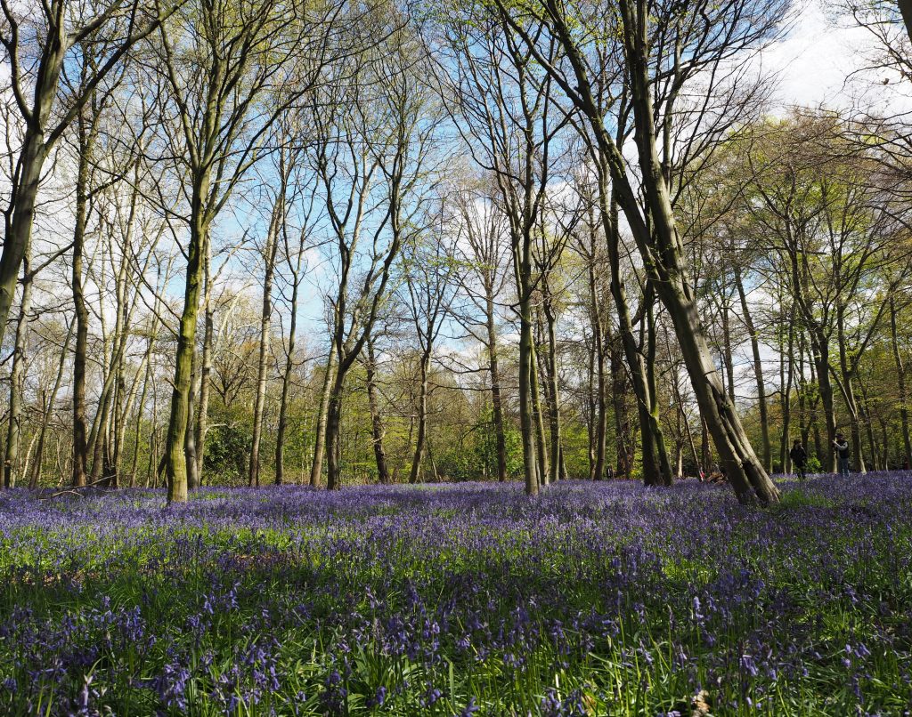 Walking among the bluebells