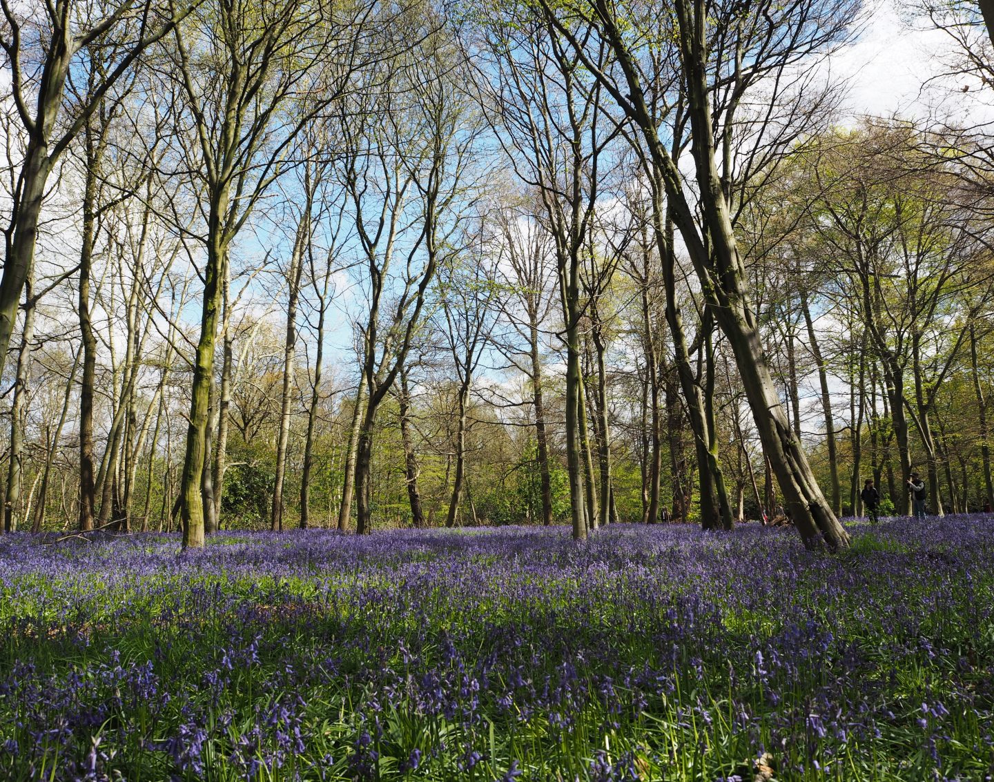 Walking among the bluebells