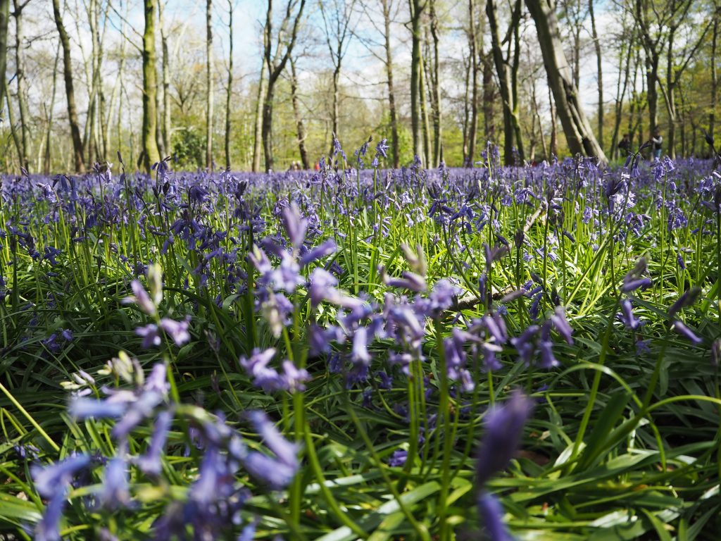 Walking among the bluebells